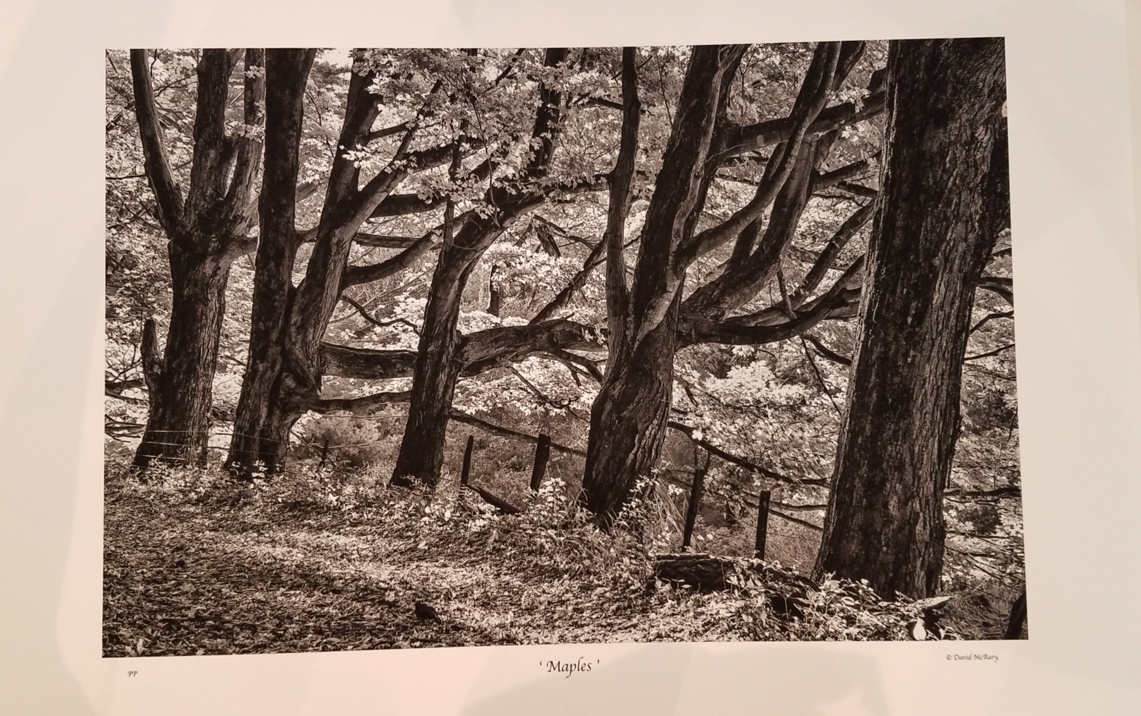 Black and White Landscape Photography by David McRary Asheville Art