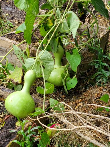 Green Gourds - Gourd Art by Leon Bryant